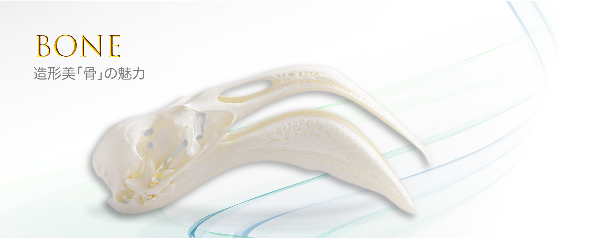 造形美「骨」の魅力