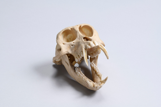 カニクイザル・蟹食猿