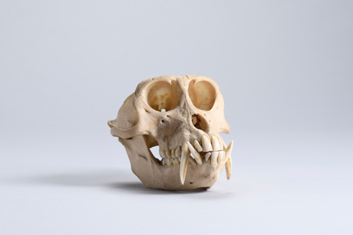 カニクイザル・蟹食猿