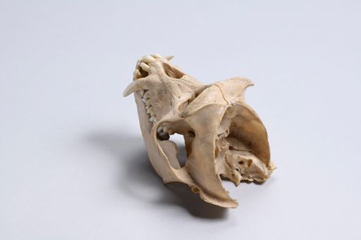 カニクイザル・蟹食猿