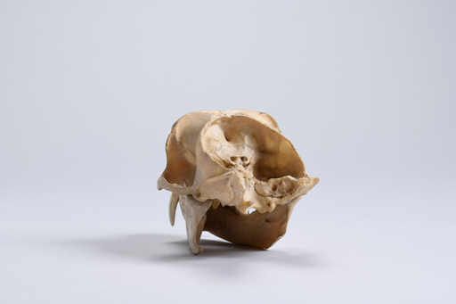 カニクイザル・蟹食猿