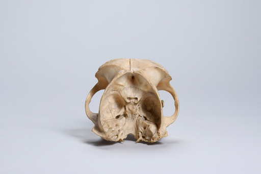 カニクイザル・蟹食猿