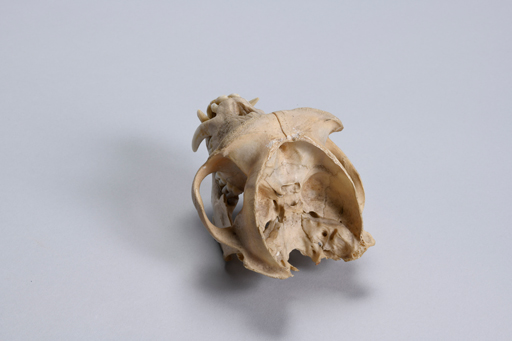 カニクイザル・蟹食猿