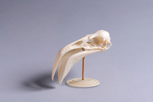 フラミンゴ・紅鶴