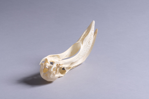 フラミンゴ・紅鶴