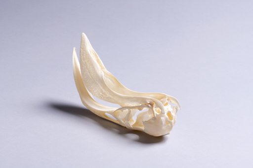 フラミンゴ・紅鶴