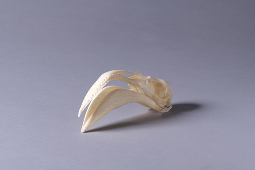 フラミンゴ・紅鶴