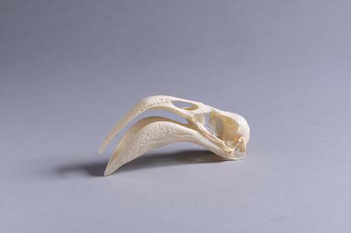 フラミンゴ・紅鶴