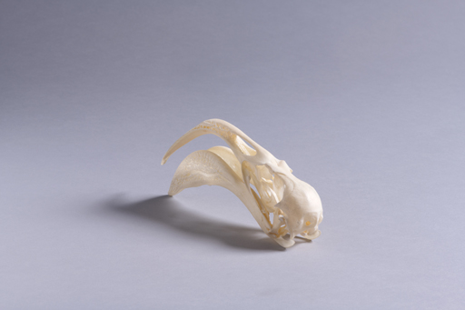 フラミンゴ・紅鶴