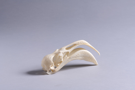 フラミンゴ・紅鶴