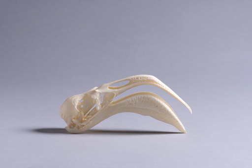 フラミンゴ・紅鶴