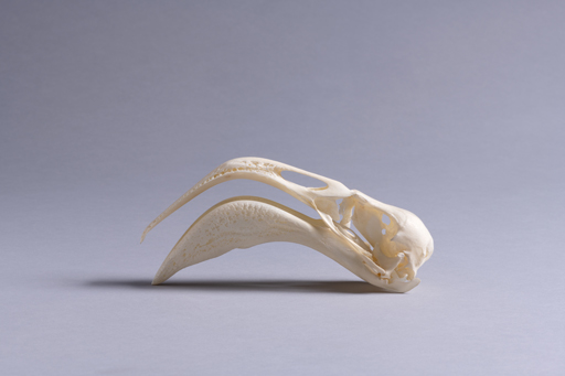 フラミンゴ・紅鶴