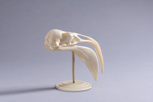 フラミンゴ・紅鶴