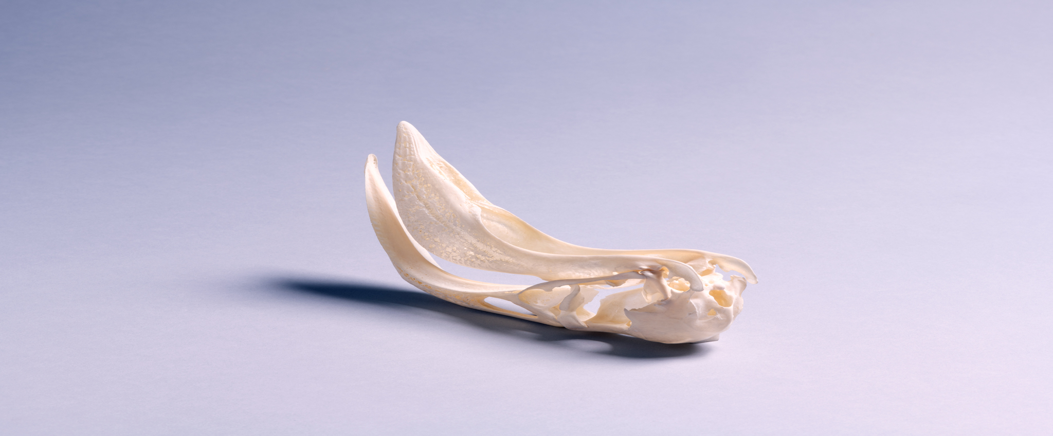 フラミンゴの骨