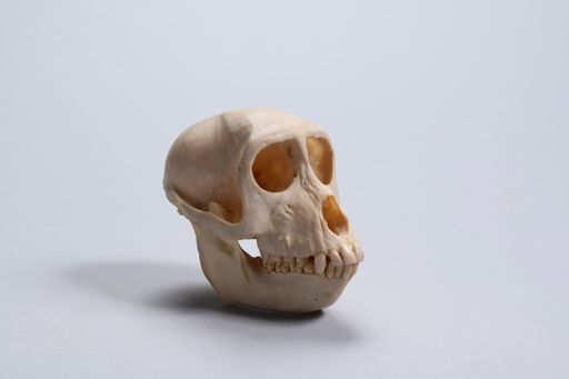 ニホンザル・日本猿