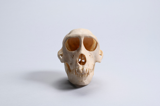 ニホンザル・日本猿