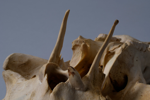 イボイノシシ・イボ猪