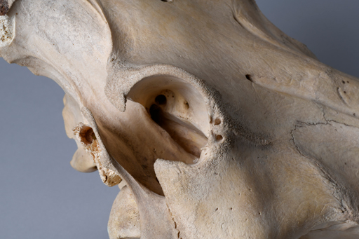 イボイノシシ・イボ猪