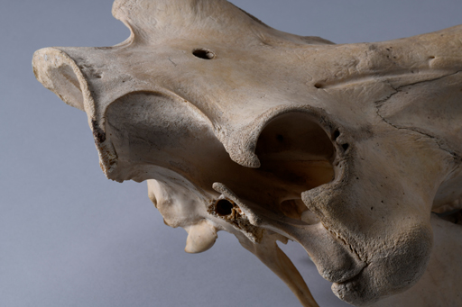 イボイノシシ・イボ猪