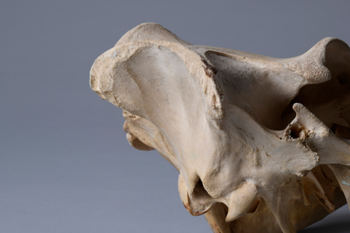 イボイノシシ・イボ猪