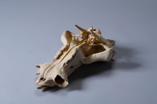 イボイノシシ・イボ猪