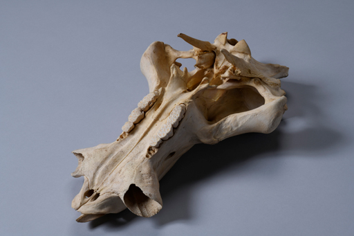 イボイノシシ・イボ猪