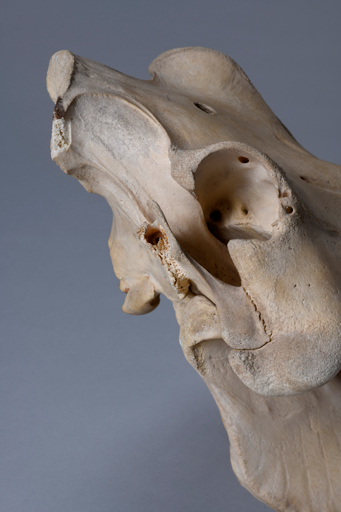 イボイノシシ・イボ猪