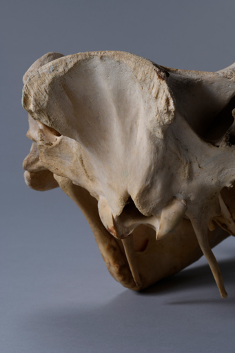 イボイノシシ・イボ猪