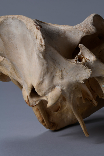 イボイノシシ・イボ猪