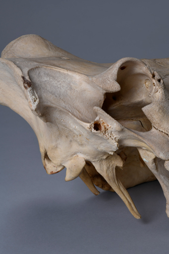 イボイノシシ・イボ猪