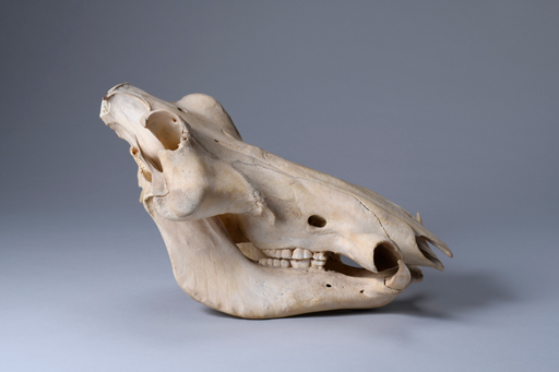 イボイノシシ・イボ猪