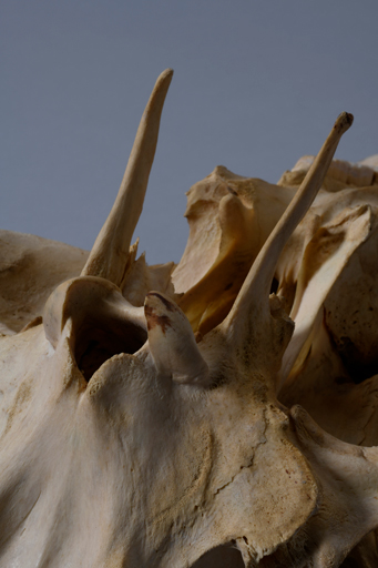 イボイノシシ・イボ猪