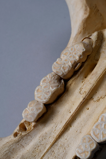 イボイノシシ・イボ猪