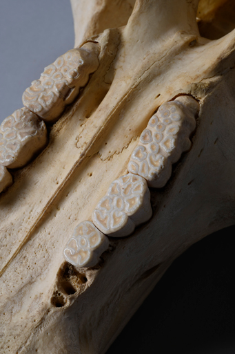 イボイノシシ・イボ猪