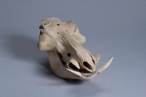 イボイノシシ・イボ猪