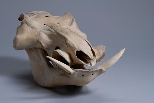 イボイノシシ・イボ猪