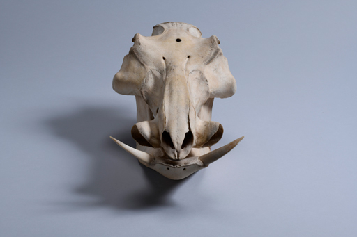 イボイノシシ・イボ猪