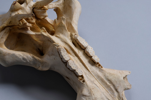 イボイノシシ・イボ猪