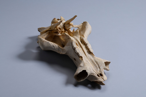 イボイノシシ・イボ猪