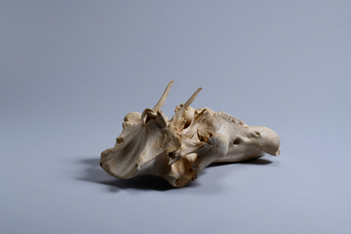 イボイノシシ・イボ猪