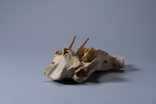 イボイノシシ・イボ猪