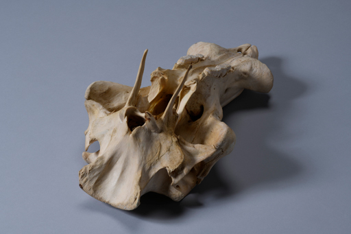 イボイノシシ・イボ猪