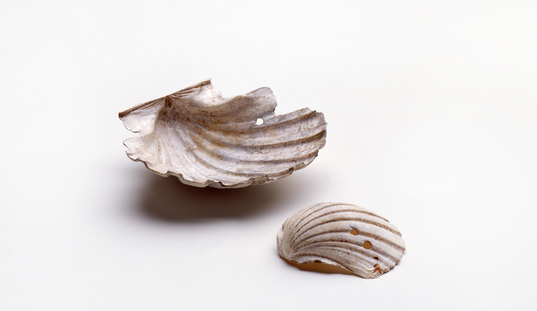 高松藩蔵屋敷跡出土貝杓子 （旧）大阪市文化財協会