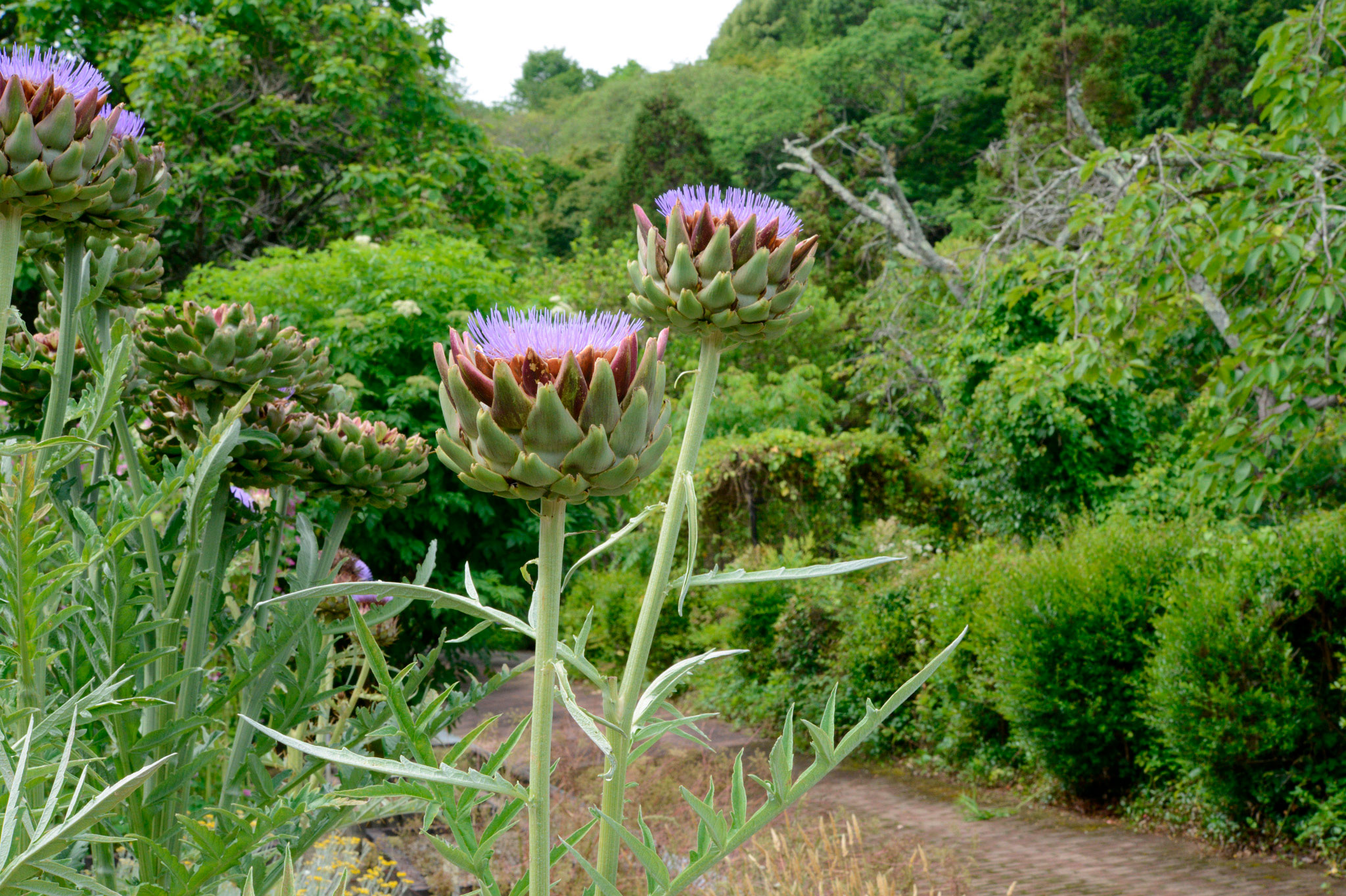 アーティチョーク