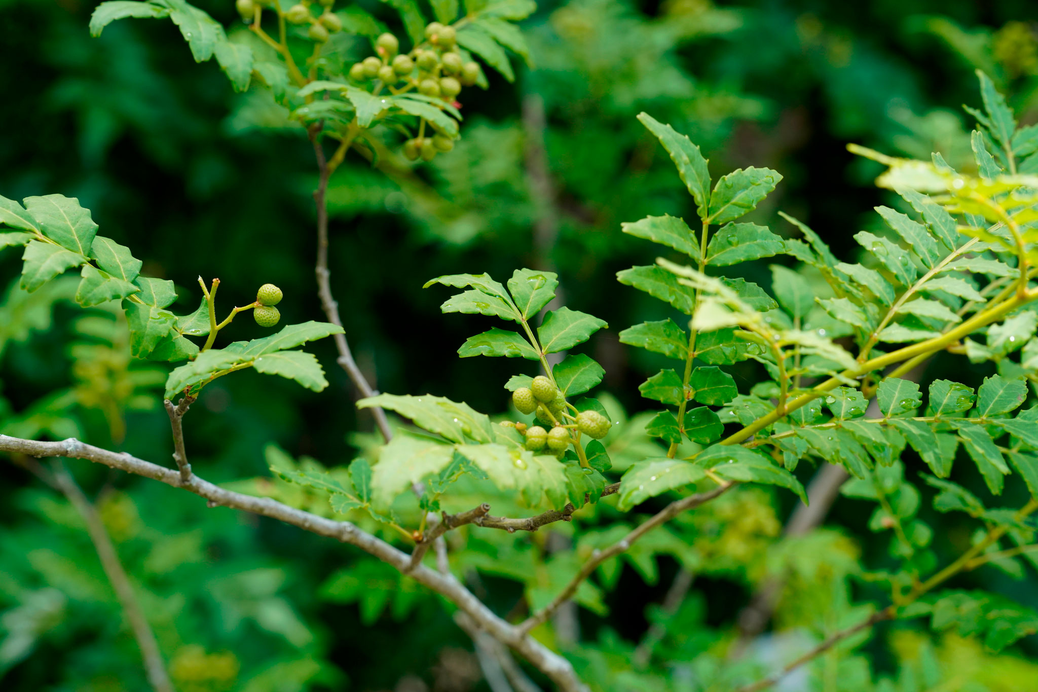 アサクラザンショウ