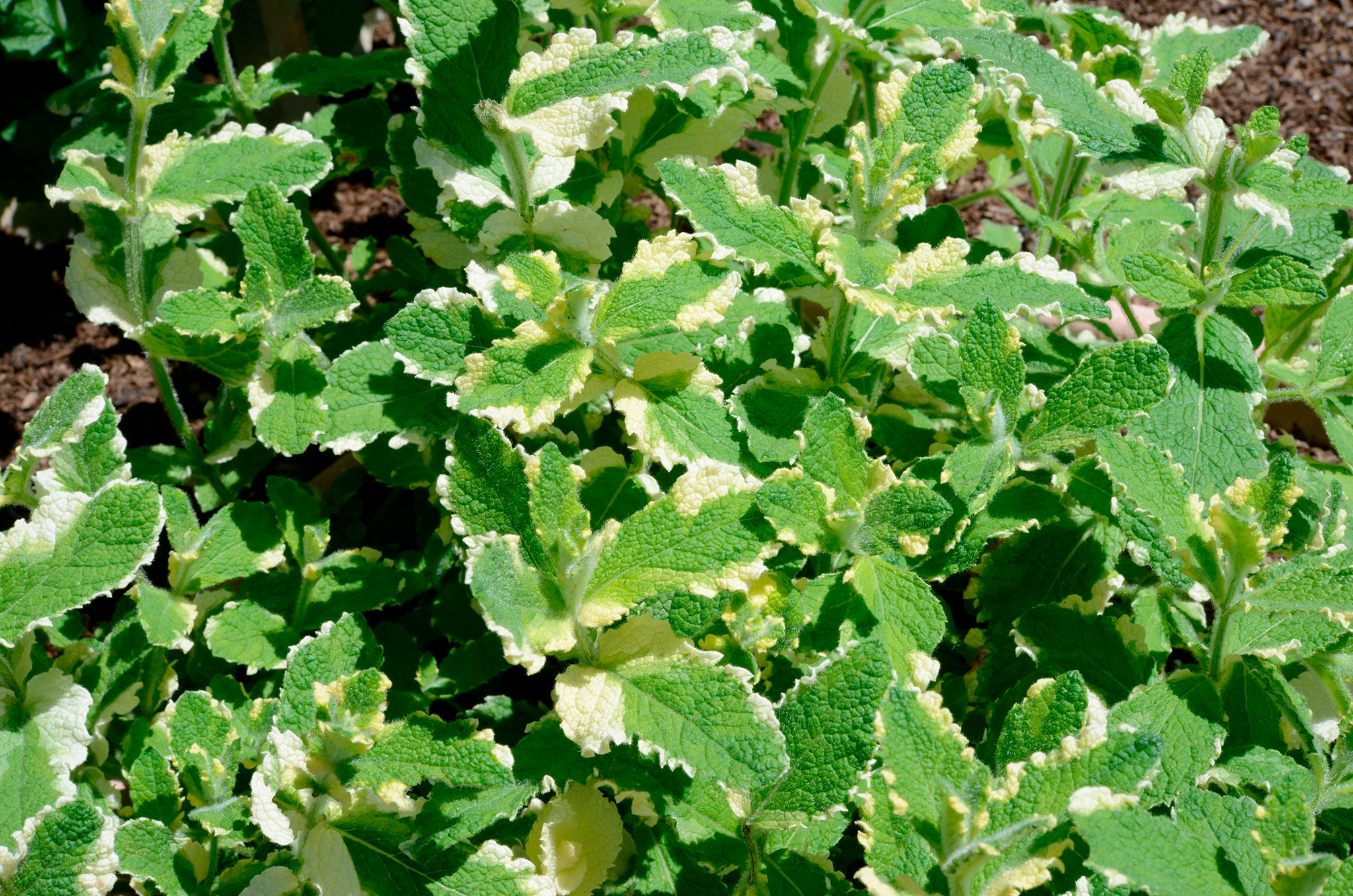 パイナップルミント