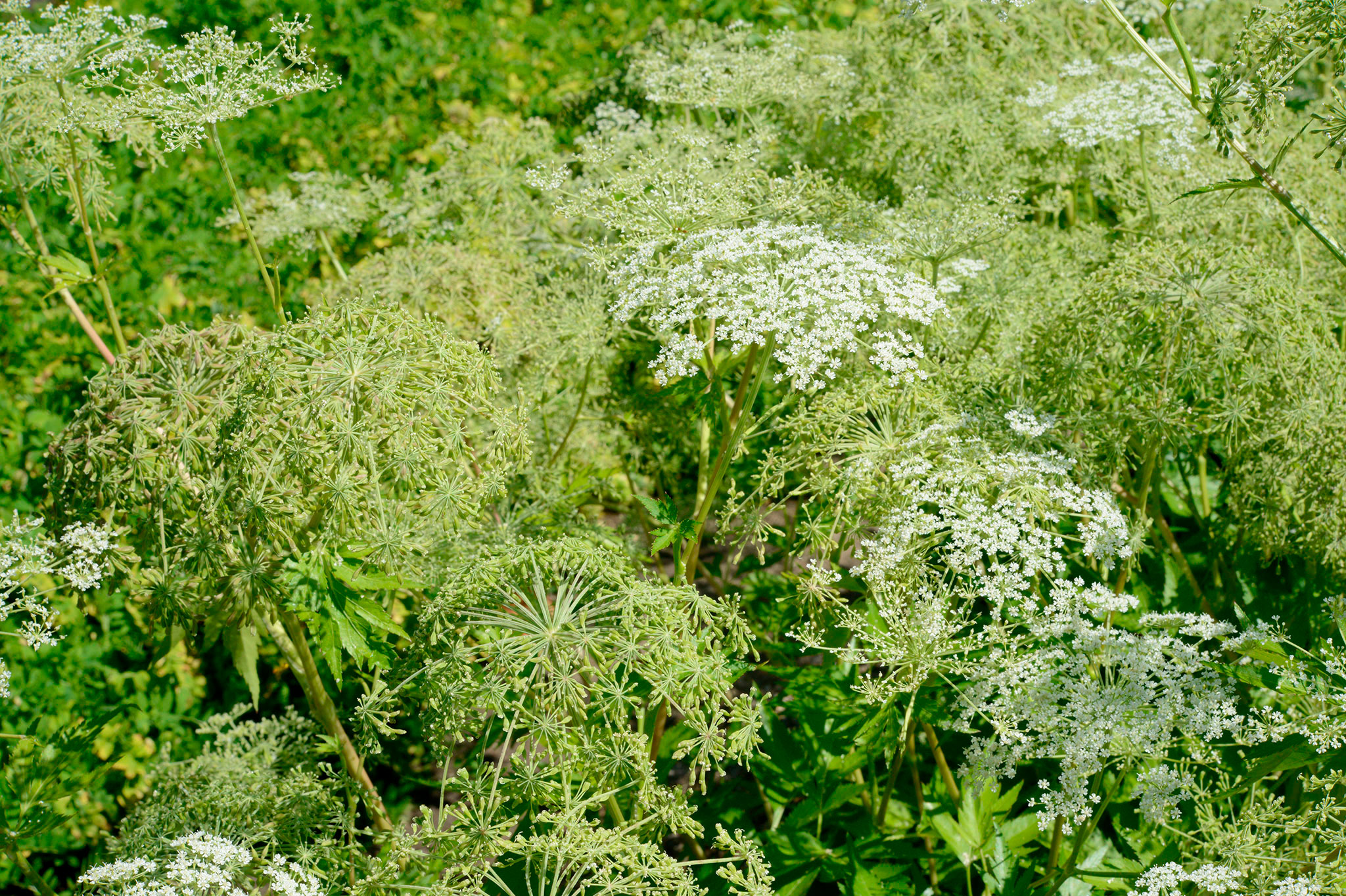 ホッカイトウキ
