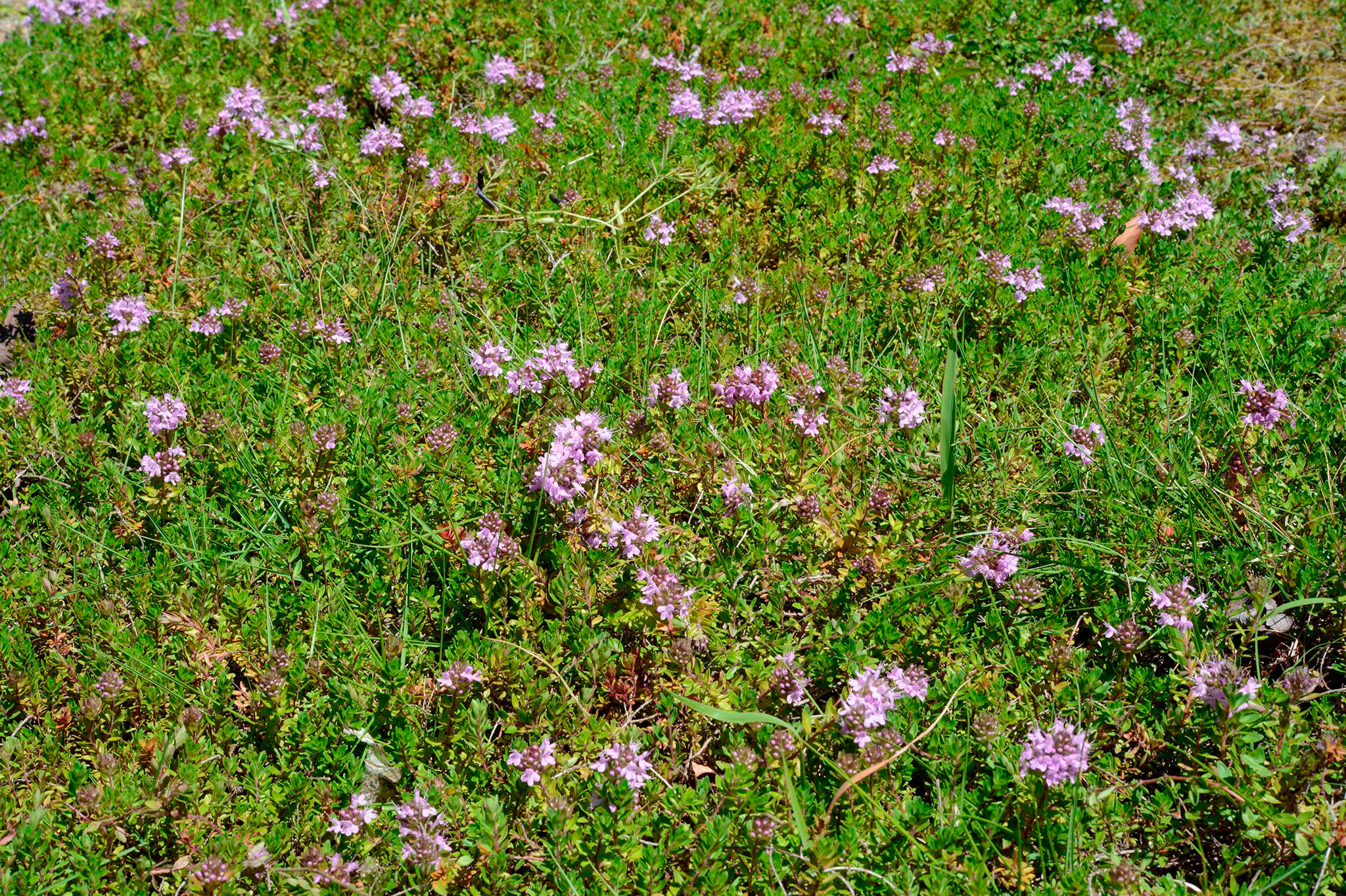 イブキジャコウソウ