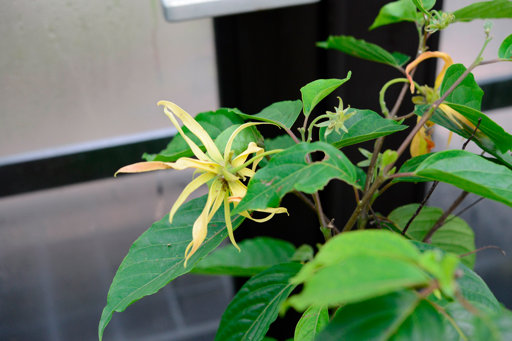 イランイランの木