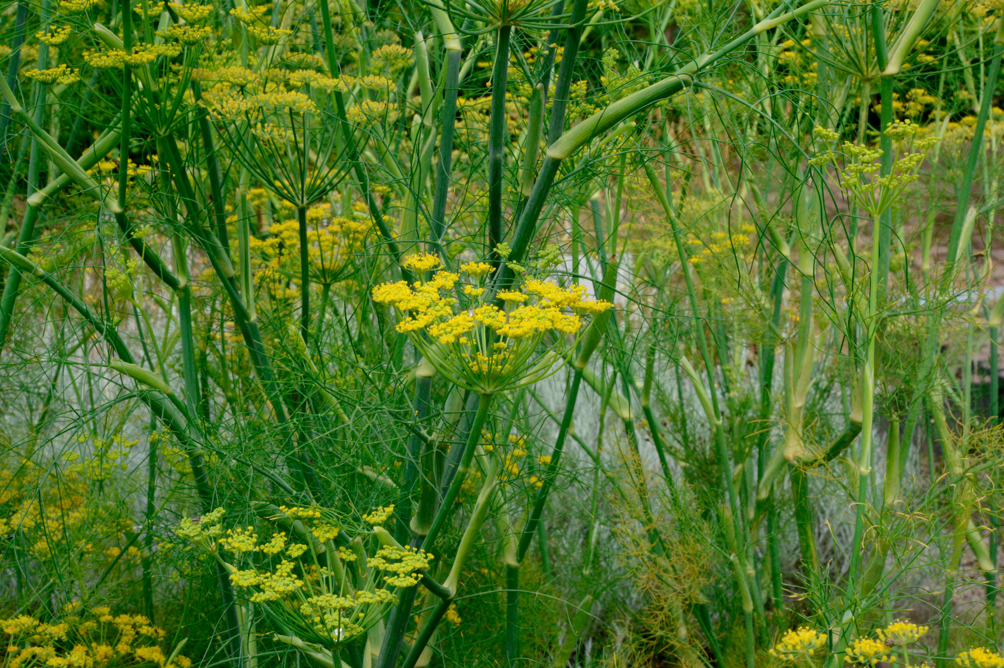 イタリアウイキョウ